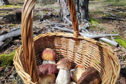 Setas encontradas en un monte de Soria ya en la cesta.