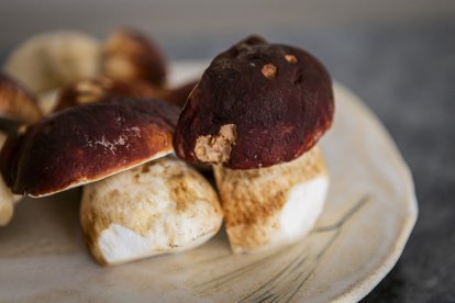 Hongos pinícolas.