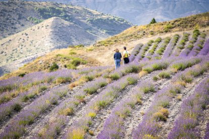 Campos de lavanda en San Felices.
