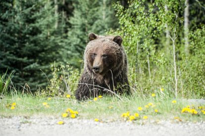 Oso en un monte.