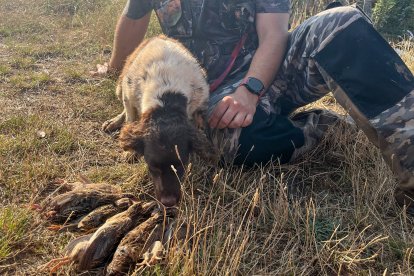 Varias piezas de codorniz cazadas el día de la apertura de la media veda.