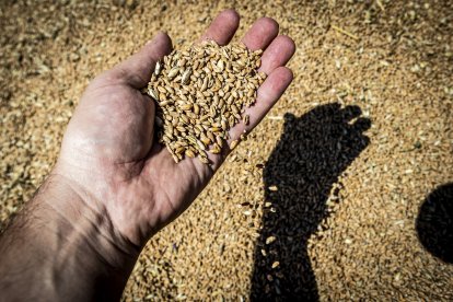 Copiso espera comercializar este año 280.000 toneladas de cereal.