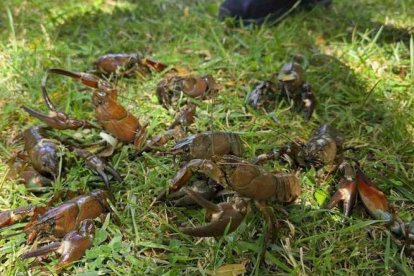 Cangrejo señal en la zona de El Burgo de Osma.
