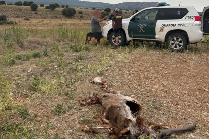 Efectivos de la Guardia Civil junto al cuerpo decapitado del ciervo.