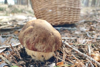 Boletus edulis en un monte de la provincia en la campaña pasada.