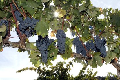 En Soria el pedrisco ha arrasado 300 hectáreas de viñedo.