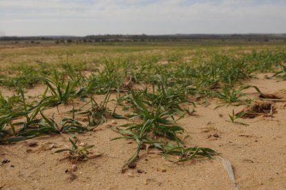 Imagen de archivo de un campo en Soria afectado por la sequía.