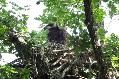 El nacimiento de un pigargo europeo en CyL supone un "hito histórico" para la biodiversidad española.