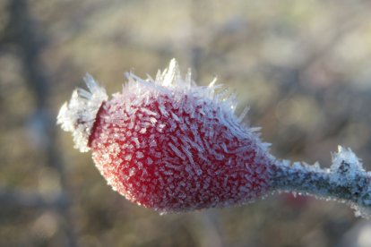 Un escaramujo cubierto por cristales de hielo en la mañana de este miércoles.