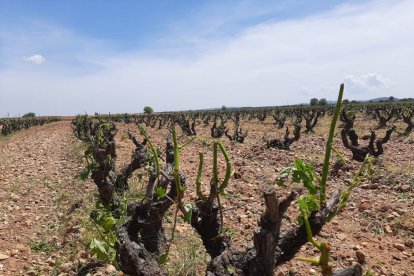 Daños en un viñedo