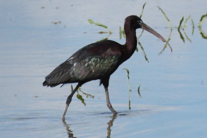 Ejemplar de morito, un ave que habita en las lagunas de Castilla y León.
