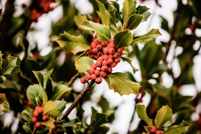 La reserva del acebal ha incrementado el número de visitantes. En la imagen, un acebo.