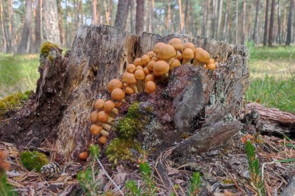 Colonia de setas en un tocón en una campaña pasada.