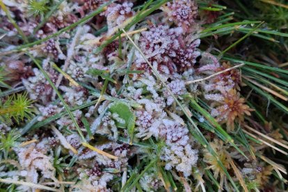 Escarcha sobre un arbusto en la zona de Pinares.