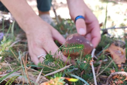 Soria sufre el peor año micológico de la serie histórica por la falta de lluvias.