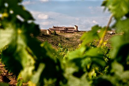 Viñas de la Bodega Dominio de Atauta.