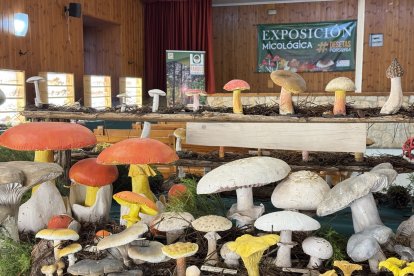 Setas de una exposición del Micotour.