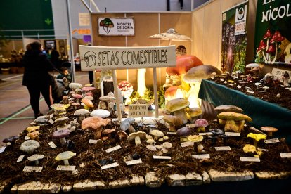 Expositor en las Jornadas de San Leonardo