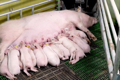 Una de las cerdas madres amamantando a sus crías en la granja El Cerruco de Atauta.