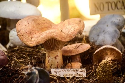 San Leonardo volvió a presumir de setas y conocimiento en sus XXII Jornadas Micológicas.