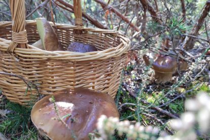 Cesta con boletus en una imagen de una temporada anterior.