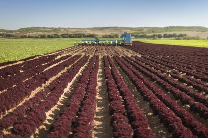 Plantación de lechugas en un campo de Soria.