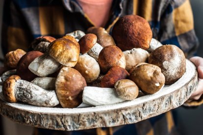 Boletus silvestres recogidos en la sierra de Soria, el hongo que se incorpora al queso curado de leche cruda elaborado por Quesoncala.