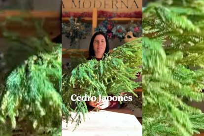 'La Moderna Rural Shop' presenta el cedro japonés, una de sus plantas favoritas para ramos y coronas navideñas por su textura suave y su tono verde azulado.