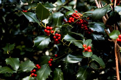 El acebo, con su característico contraste entre hojas verdes oscuras y bayas rojas, es el emblema vegetal de la Navidad. En Soria, su uso artesanal está regulado y certificado por sostenibilidad gracias a iniciativas como la de El Acebarillo.