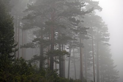 El bosque de Pinar Grande entre la niebla en Soria