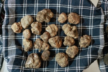 La trufa recién recogida