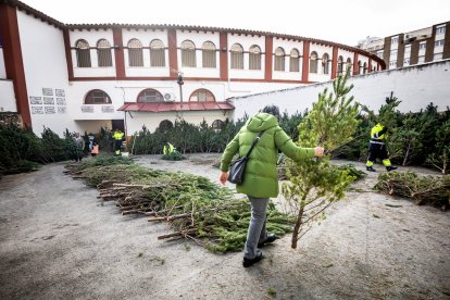 Reparto de pinos en la plaza de toros