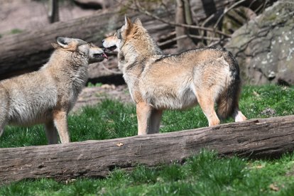 FILED - 27 March 2025, Baden-Württemberg, Cleebronn: Two European wolves (Canis lupus lupus), photographed in an enclosure in the Tripsdrill wildlife paradise. Photo: Bernd Weißbrod/dpa.