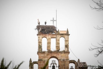 La primeras cigüeñas migratorias llegan a Soria en diciembre.
