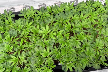 Plantas de cannabis cultivadas en Garray.