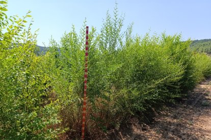 Plantación de olmo de Siberia en una de las parcelas del Ceder Ciemat.