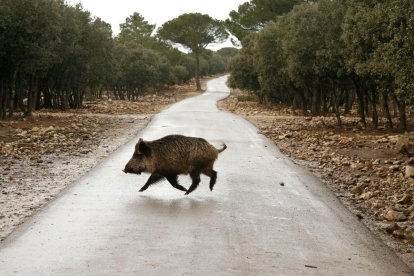 Jabalí en una carretera de Castilla y León
