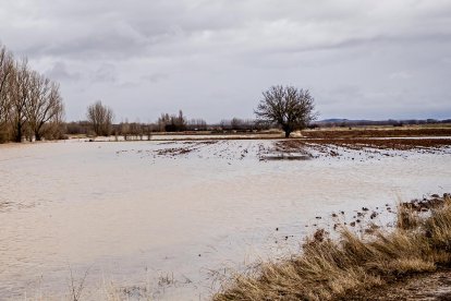 Campo inundado en Soria por las últimas lluvias.