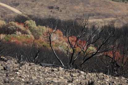 Archivo - Paisaje en Las Médulas, a 2 de octubre de 2025, en El Bierzo, León, Castilla y León (España). El incendio de Las Médulas en agosto de 2025 ha sido uno de los más devastadores en la historia reciente de este paraje natural y Patrimonio de la Huma.