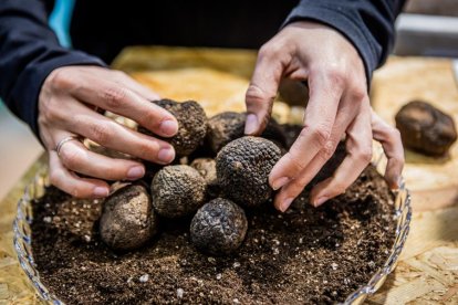 Trufas en la Feria de la Trufa de Abejar en febrero de este 2026.