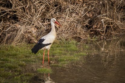 Cigüeña en una charca cerca de Soria.