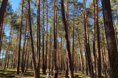 La campaña micológica necesita sol.