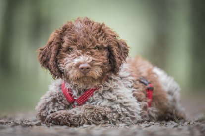 El Lagotto Romagnolo es una de las razas predilectas para buscar trufas