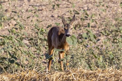 El daño en los cultivos va en aumento, denuncian las organizaciones agrarias.