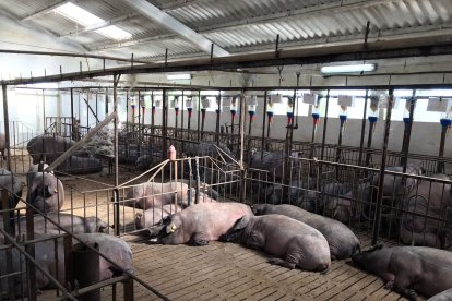 Granja Covel Boceguillas de porcino ibérico en Segovia.