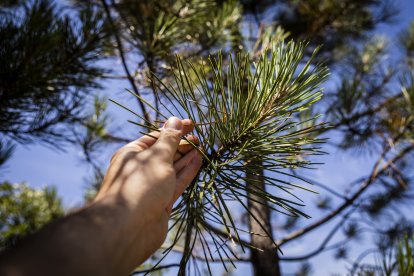 El Pinus pinaster es el rey por excelencia para la obtención de resina.