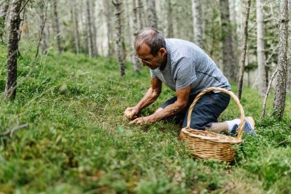 Un hombre recoge setas en el bosque