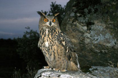 Hermoso ejemplar de búho real.