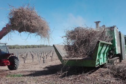 Sarmientos en una finca vitivinícola de Castilla y León.