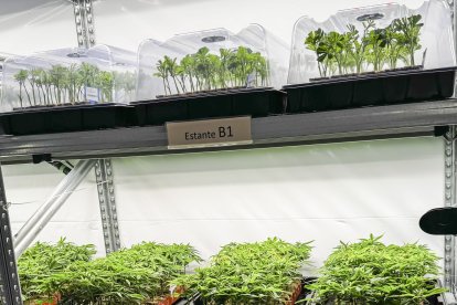 Plantas de cannabis cultivadas en Garray.
